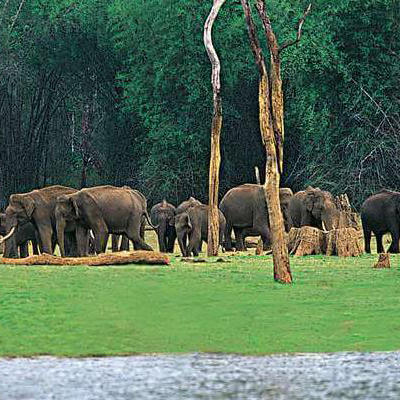 Thekkady-in-Kerala